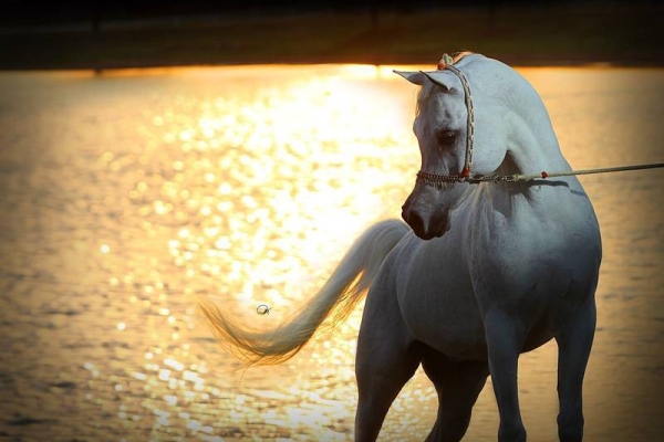 Laheeb Al Nasser
