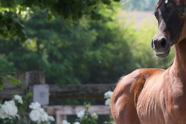 Luqman Al Shaqab