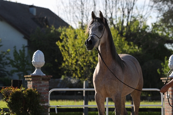 Persia Le Soleil