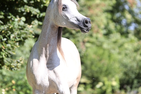Persia Le Soleil