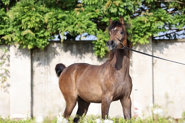 Walkiria Le Soleil