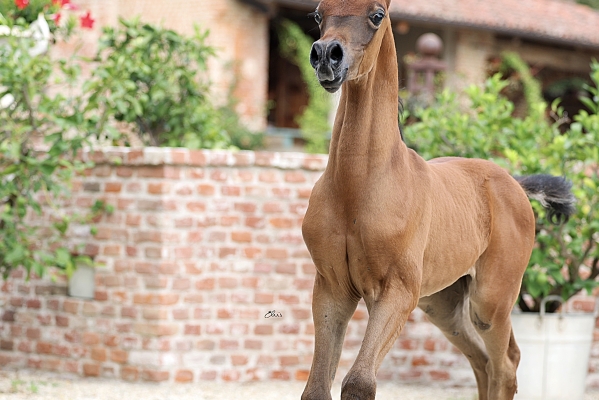 Xtravagant Le Soleil