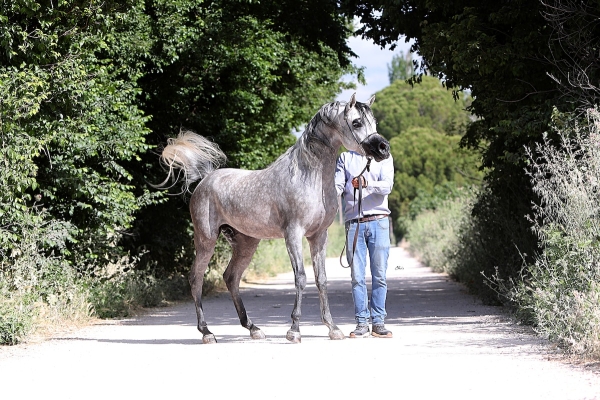 Stallions