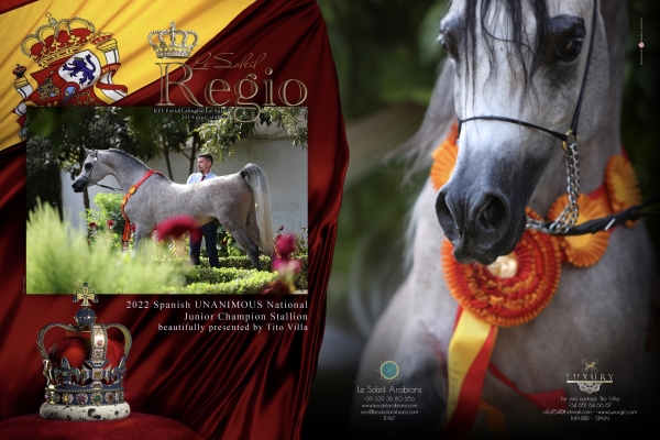 REGIO LE SOLEIL - 2022 Spanish UNANIMOUS National Junior Champion Stallion