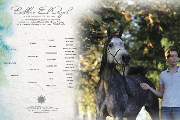 Welcome to a new Amazing Mare