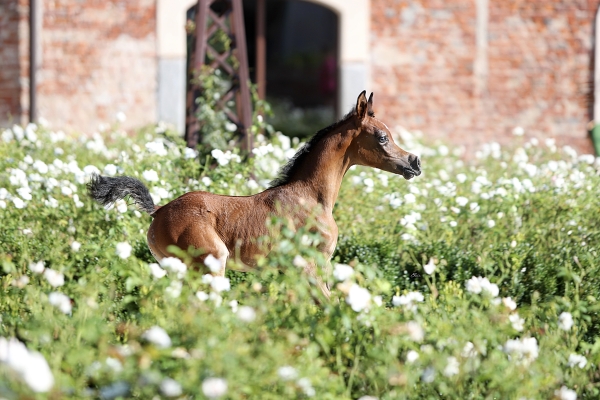 Walkiria Le Soleil born to impress