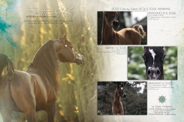 2022 colts by Sultan GK at Le Soleil Arabians