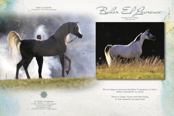 Bahar El Lawrence in foal to WAKIL ALJASSIMYA for 2023